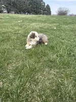 Monica, a female Miniature Australian Shepherd for sale in Iowa City, IA – Photo 3 of 8