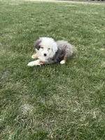 Monica, a female Miniature Australian Shepherd for sale in Iowa City, IA – Photo 2 of 8