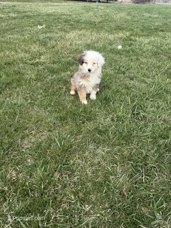 Monica – Miniature Australian Shepherd puppy for sale in Iowa City, IA