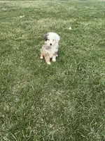 Monica, a female Miniature Australian Shepherd for sale in Iowa City, IA – Photo 8 of 8