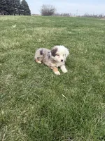 Monica, a female Miniature Australian Shepherd for sale in Iowa City, IA – Photo 7 of 8