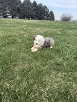Monica, a female Miniature Australian Shepherd for sale in Iowa City, IA – Photo 5 of 8