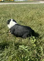 Arizona, a female Miniature Australian Shepherd for sale in Iowa City, IA – Photo 9 of 10