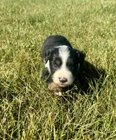 Arizona, a female Miniature Australian Shepherd for sale in Iowa City, IA – Photo 1 of 10