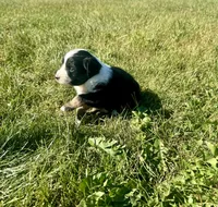 Arizona, a female Miniature Australian Shepherd for sale in Iowa City, IA – Photo 10 of 10