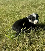 Arizona, a female Miniature Australian Shepherd for sale in Iowa City, IA – Photo 4 of 10