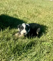 Arizona, a female Miniature Australian Shepherd for sale in Iowa City, IA – Photo 8 of 10