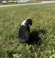 Arizona, a female Miniature Australian Shepherd for sale in Iowa City, IA – Photo 7 of 10