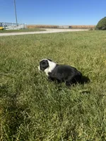 Arizona, a female Miniature Australian Shepherd for sale in Iowa City, IA – Photo 5 of 10