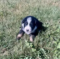 Arizona, a female Miniature Australian Shepherd for sale in Iowa City, IA – Photo 6 of 10