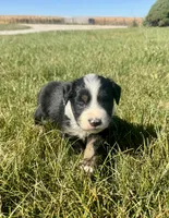 Arizona, a female Miniature Australian Shepherd for sale in Iowa City, IA – Photo 2 of 10