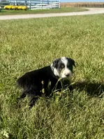 Arizona, a female Miniature Australian Shepherd for sale in Iowa City, IA – Photo 3 of 10
