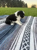 Asher, a male Border Collie for sale in Iowa City, IA – 2 of 5