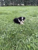 Zoe, a female Miniature Australian Shepherd for sale in Iowa City, IA – 7 of 8