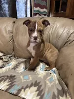 Draco, a male Olde English Bulldogge for sale in Iowa City, IA – Photo 2 of 7