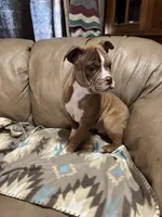 Draco, a male Olde English Bulldogge for sale in Iowa City, IA – Photo 5 of 7