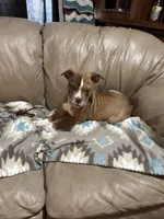 Draco, a male Olde English Bulldogge for sale in Iowa City, IA – Photo 3 of 7