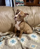 Draco, a male Olde English Bulldogge for sale in Iowa City, IA – Photo 6 of 7