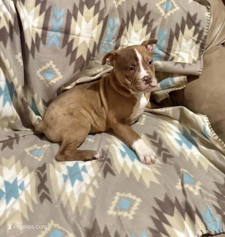 Draco, a male Olde English Bulldogge for sale in Iowa City, IA – Photo 1 of 7