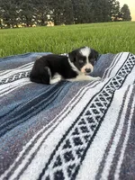 Asher, a male Border Collie for sale in Iowa City, IA – 4 of 5