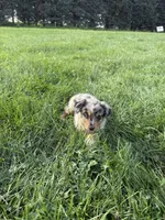 Zuri, a female Miniature Australian Shepherd for sale in Iowa City, IA – 3 of 6