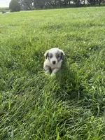 Quinn, a male Miniature Australian Shepherd for sale in Iowa City, IA – 6 of 7