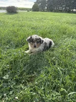 Zuri, a female Miniature Australian Shepherd for sale in Iowa City, IA – 5 of 6