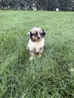Zara, a female Miniature Australian Shepherd for sale in Iowa City, IA – 4 of 6