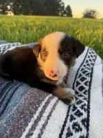 Atlas, a male Border Collie for sale in Iowa City, IA – 5 of 6