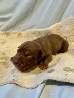 Cappuccino, a female Olde English Bulldogge for sale in Iowa City, IA – Photo 8 of 10