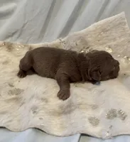 Cappuccino, a female Olde English Bulldogge for sale in Iowa City, IA – Photo 6 of 10