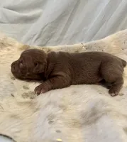 Cappuccino, a female Olde English Bulldogge for sale in Iowa City, IA – Photo 10 of 10