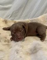 Cappuccino, a female Olde English Bulldogge for sale in Iowa City, IA – Photo 9 of 10