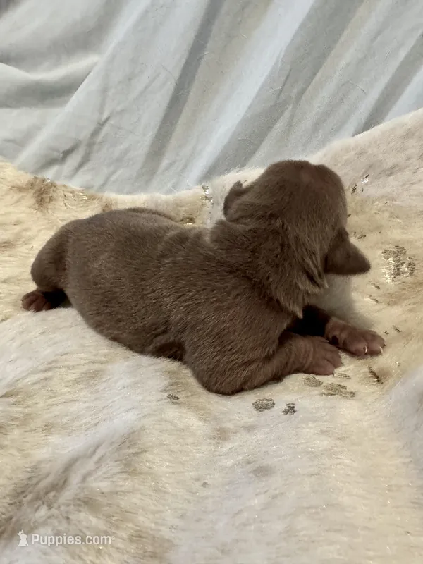 Cappuccino, a female Olde English Bulldogge for sale in Iowa City, IA – Photo 1 of 10