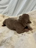 Cappuccino, a female Olde English Bulldogge for sale in Iowa City, IA – Photo 1 of 10