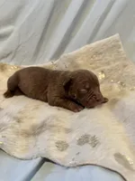 Cappuccino, a female Olde English Bulldogge for sale in Iowa City, IA – Photo 4 of 10