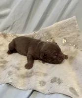 Cappuccino, a female Olde English Bulldogge for sale in Iowa City, IA – Photo 3 of 10