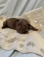 Cappuccino, a female Olde English Bulldogge for sale in Iowa City, IA – Photo 5 of 10