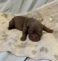 Cappuccino, a female Olde English Bulldogge for sale in Iowa City, IA – Photo 7 of 10