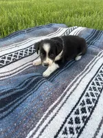 Ace, a male Border Collie for sale in Iowa City, IA – 4 of 6