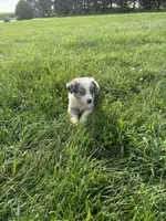 Quinn, a male Miniature Australian Shepherd for sale in Iowa City, IA – 5 of 7