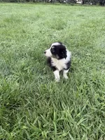 Zoe, a female Miniature Australian Shepherd for sale in Iowa City, IA – 8 of 8
