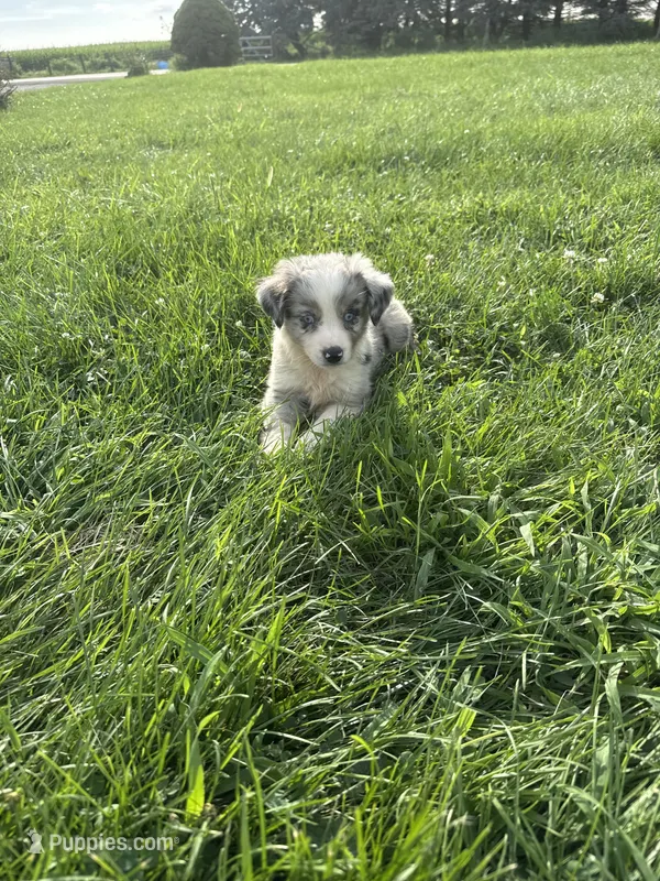 Quinn – Miniature Australian Shepherd puppy for sale in Iowa City, IA
