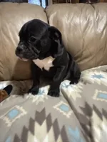 Coconut, a female Olde English Bulldogge for sale in Iowa City, IA – Photo 2 of 10