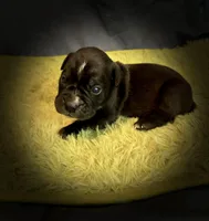 Coconut, a female Olde English Bulldogge for sale in Iowa City, IA – Photo 10 of 10