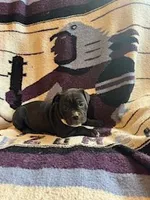 Coconut, a female Olde English Bulldogge for sale in Iowa City, IA – Photo 4 of 10