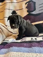 Coconut, a female Olde English Bulldogge for sale in Iowa City, IA – Photo 7 of 10