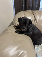 Coconut, a female Olde English Bulldogge for sale in Iowa City, IA – Photo 3 of 10