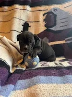 Coconut, a female Olde English Bulldogge for sale in Iowa City, IA – Photo 6 of 10