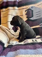 Coconut, a female Olde English Bulldogge for sale in Iowa City, IA – Photo 8 of 10